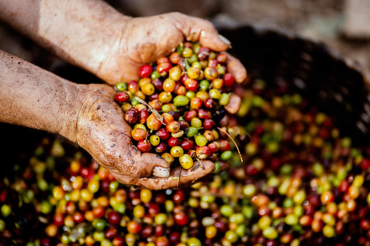 Craft or Specialty Coffee: Is there any difference?