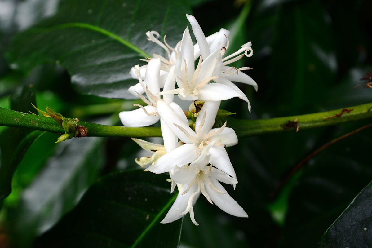 coffee flower