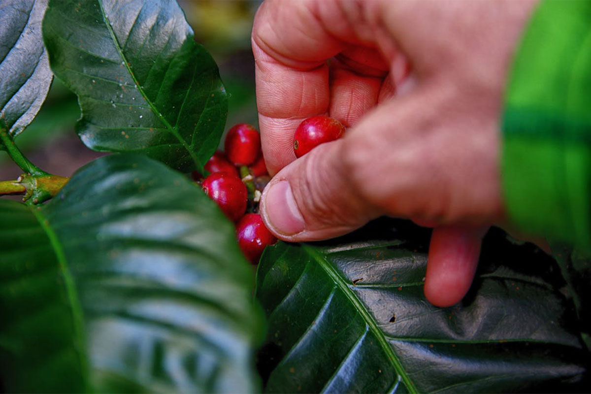 coffee fruit