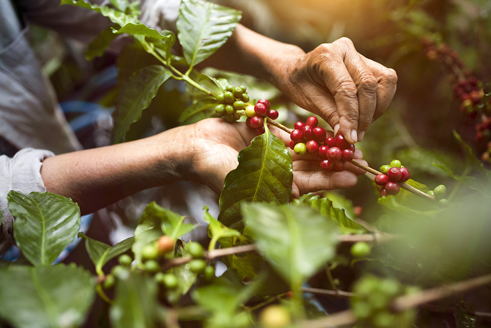 Harvesting